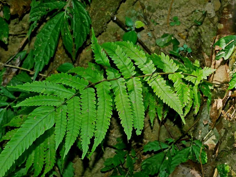 Christella jaculosa, photographed by Jacy Chen