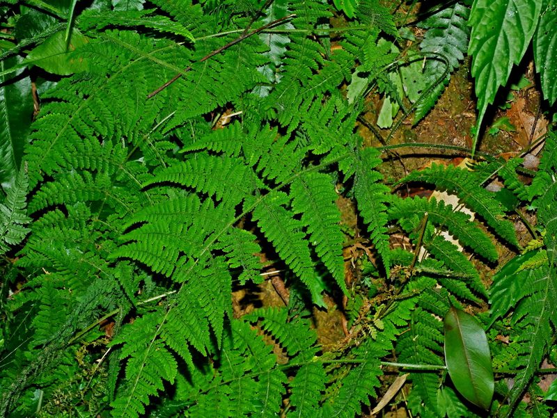 Acystopteris tenuisecta, photographed by Jacy Chen