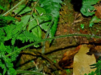 Acystopteris tenuisecta, photographed by Jacy Chen