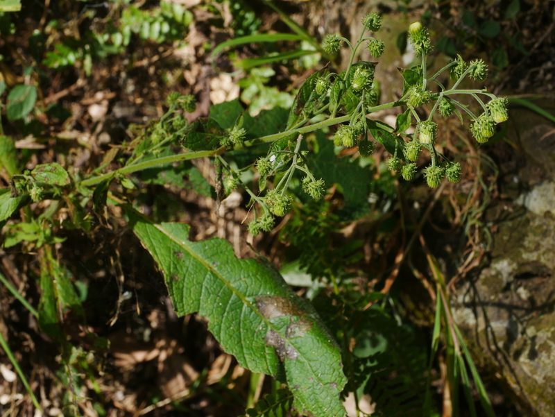 Blumea aromatica, photographed by Jacy Chen