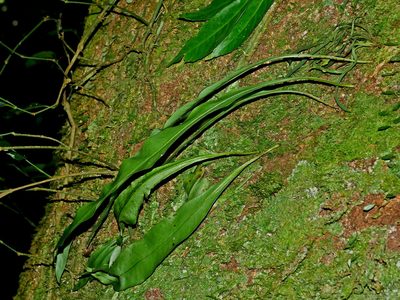 Lepisorus fortuni, photographed by Jacy Chen