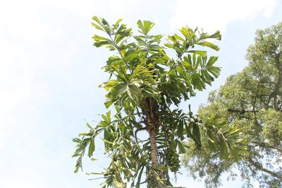 Aiphanes horrida