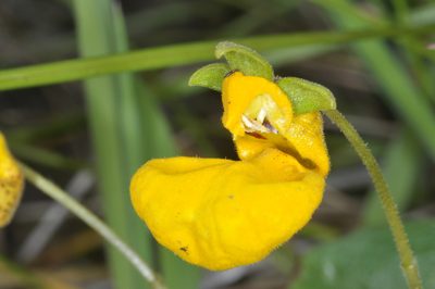 Calceolaria polyrhiza, photographed by aacocucci