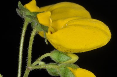 Calceolaria biflora, photographed by aacocucci