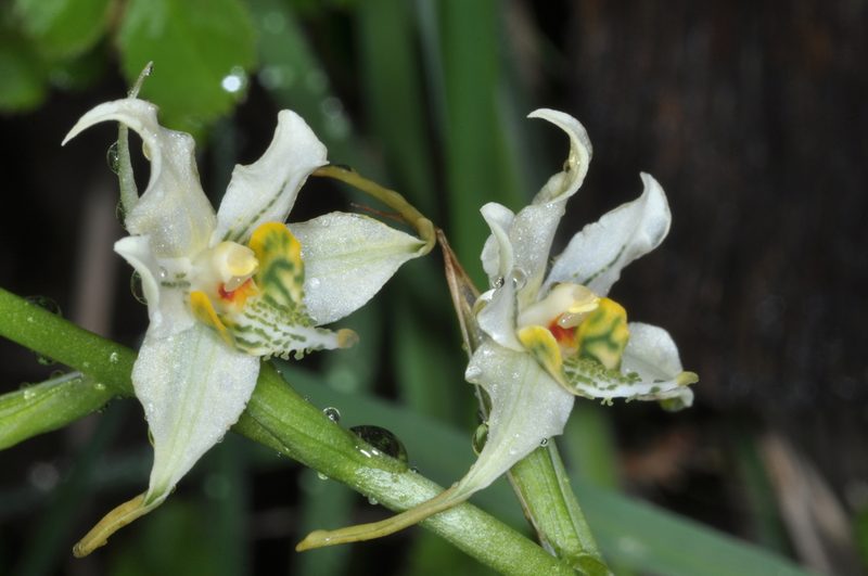 Gavilea araucana, photographed by aacocucci