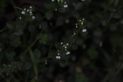 Pombalia parviflora, photographed by Andrés Ramírez-Barrera