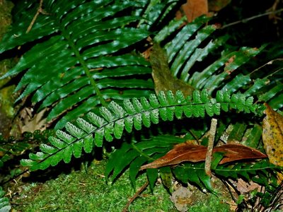 Asplenium normale