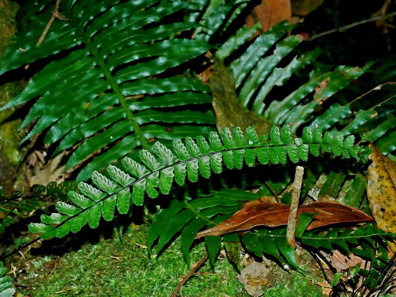 Asplenium normale, photographed by Jacy Chen
