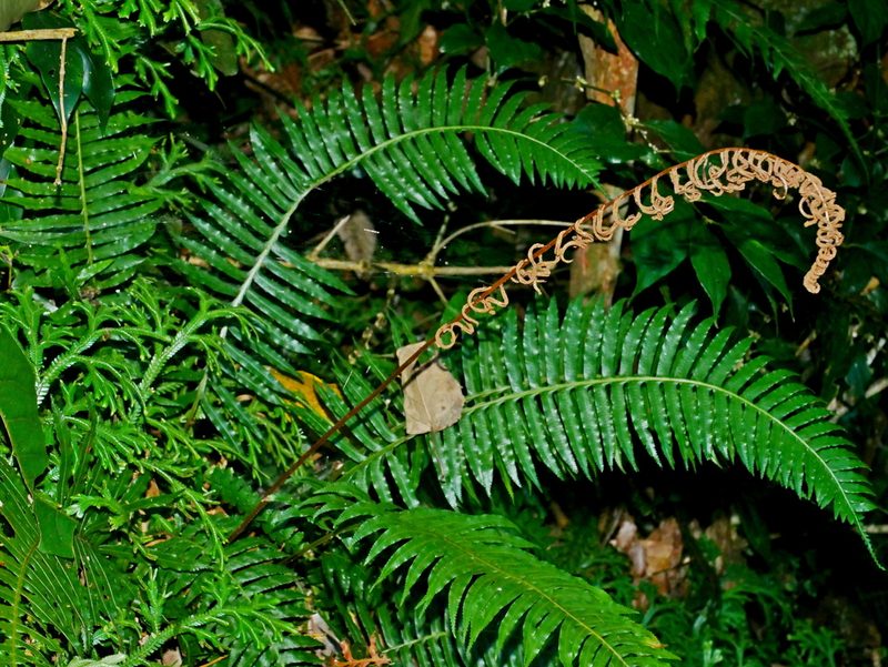 Plagiogyria falcata, photographed by Jacy Chen