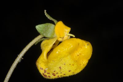 Calceolaria polyrhiza, photographed by aacocucci