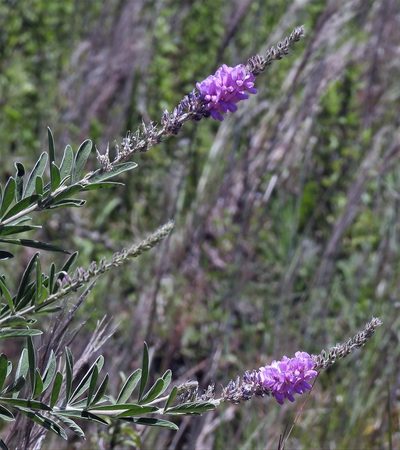 Desmodium cuneatum, photographed by Hugo Hulsberg
