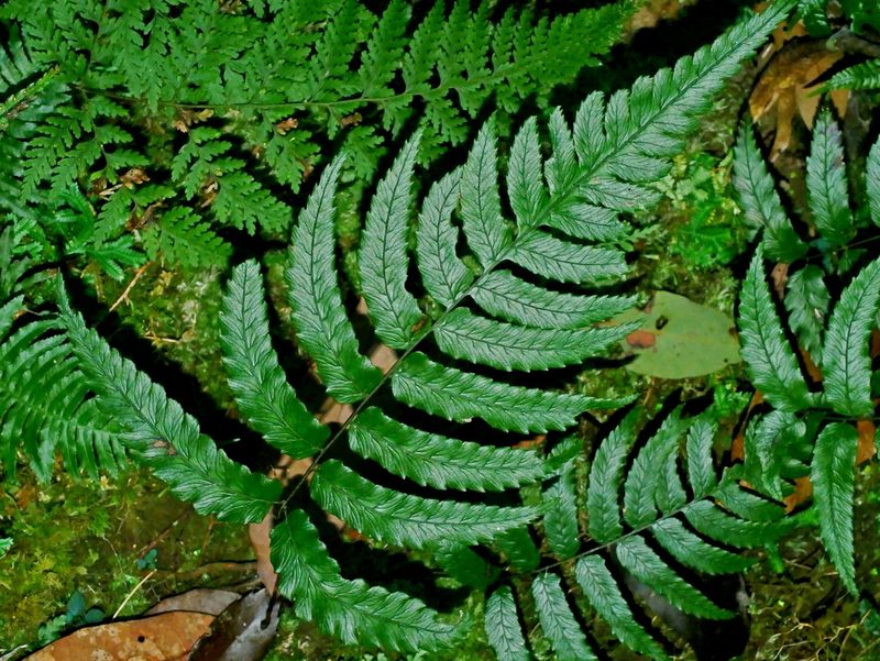 Diplazium fauriei, photographed by Jacy Chen