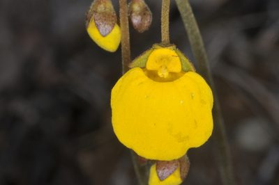 Calceolaria filicaulis, photographed by aacocucci