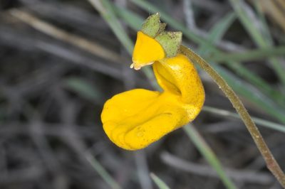Calceolaria polyrhiza, photographed by aacocucci