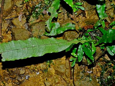 Leptochilus hemionitideus, photographed by Jacy Chen