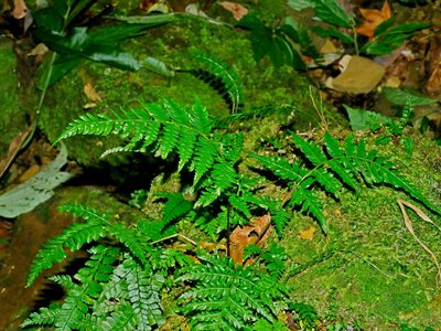 Alsophila spinulosa