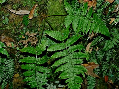 Cornopteris opaca, photographed by Jacy Chen