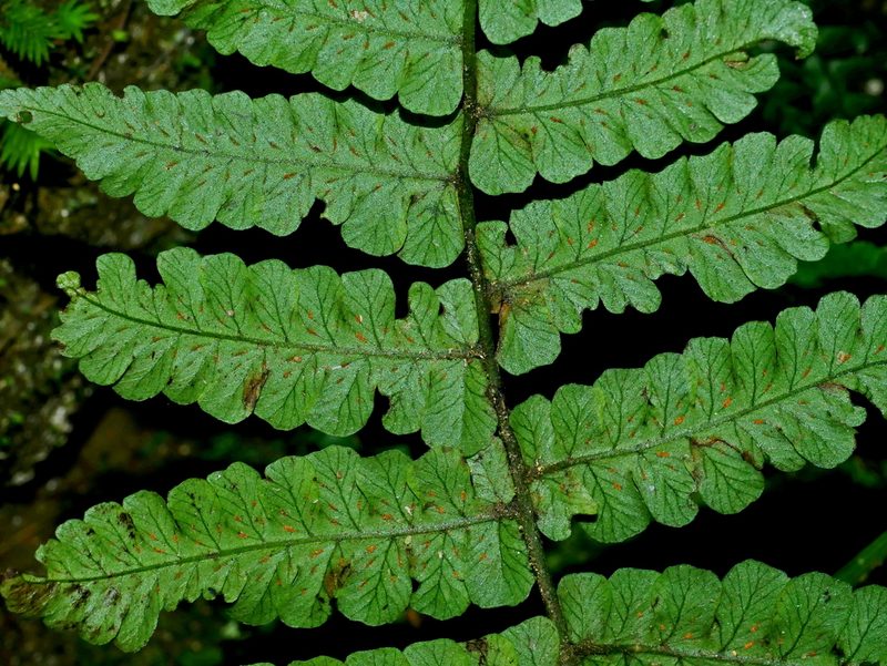 Cornopteris opaca, photographed by Jacy Chen