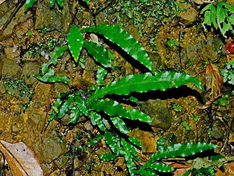 Leptochilus hemionitideus, photographed by Jacy Chen