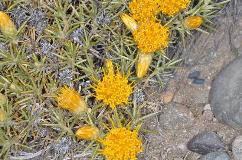 Chuquiraga aurea, photographed by aacocucci