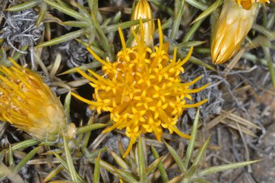 Chuquiraga aurea, photographed by aacocucci