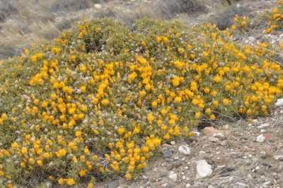 Chuquiraga aurea, photographed by aacocucci