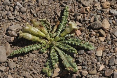 Nicotiana acaulis, photographed by aacocucci