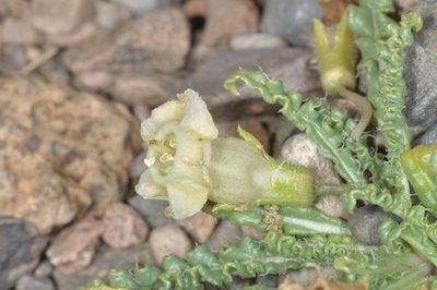 Nicotiana acaulis, photographed by aacocucci