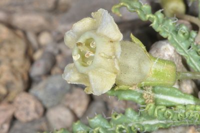 Nicotiana acaulis, photographed by aacocucci