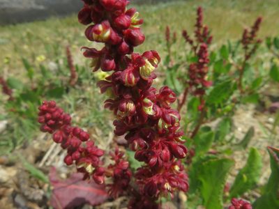 Rumex maricola, photographed by Bruno Avilez