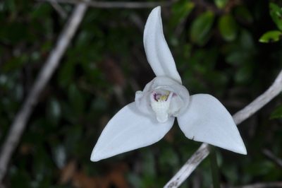 Codonorchis lessonii, photographed by aacocucci