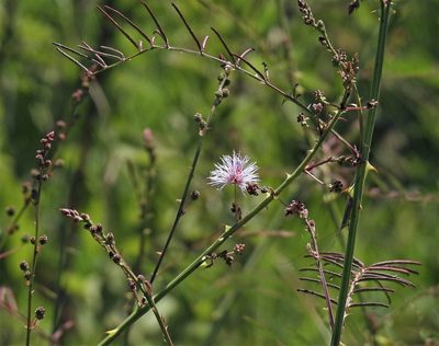 Mimosa somnians, photographed by Hugo Hulsberg