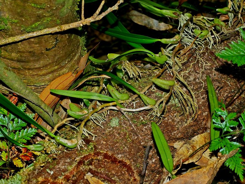 Bulbophyllum retusiusculum, photographed by Jacy Chen