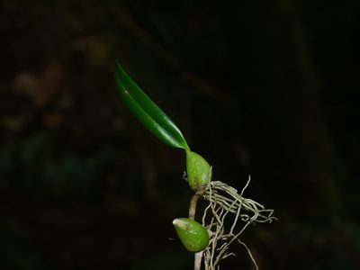 Bulbophyllum retusiusculum, photographed by Jacy Chen