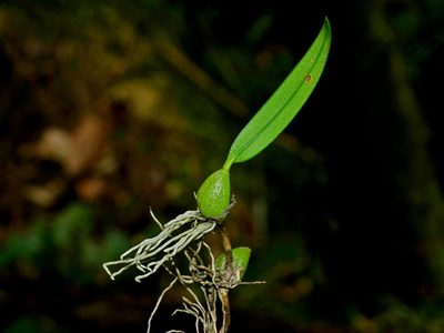 Bulbophyllum retusiusculum, photographed by Jacy Chen