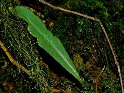 Elaphoglossum marginatum, photographed by Jacy Chen