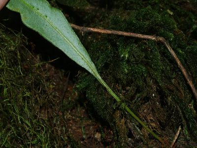 Elaphoglossum marginatum, photographed by Jacy Chen