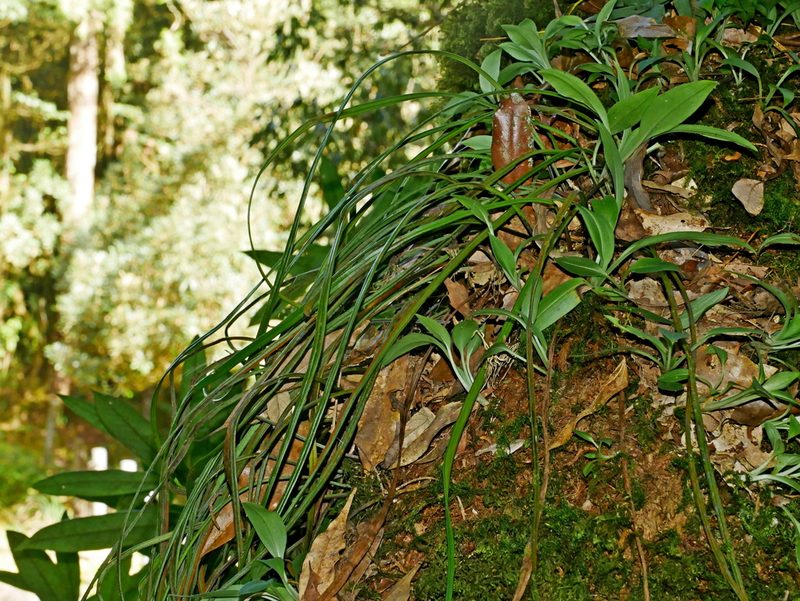 Haplopteris flexuosa, photographed by Jacy Chen