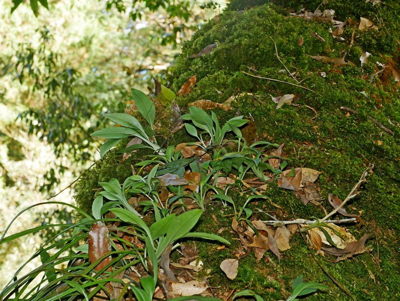 Goodyera robusta, photographed by Jacy Chen