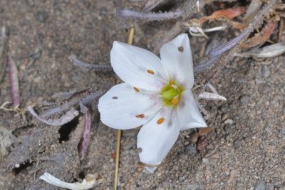 Montiopsis gayana, photographed by aacocucci