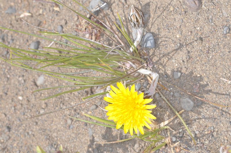 Hypochaeris hookeri, photographed by aacocucci