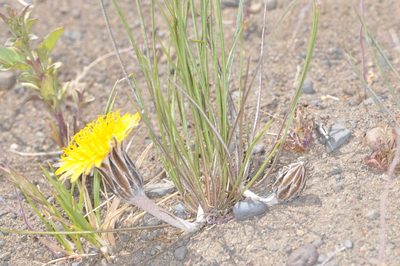 Hypochaeris hookeri, photographed by aacocucci