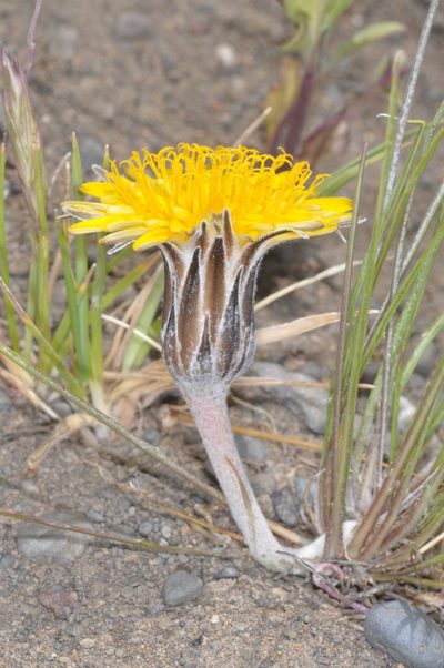 Hypochaeris hookeri, photographed by aacocucci
