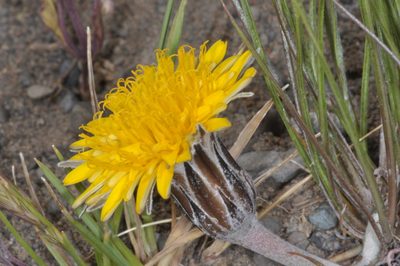Hypochaeris hookeri, photographed by aacocucci