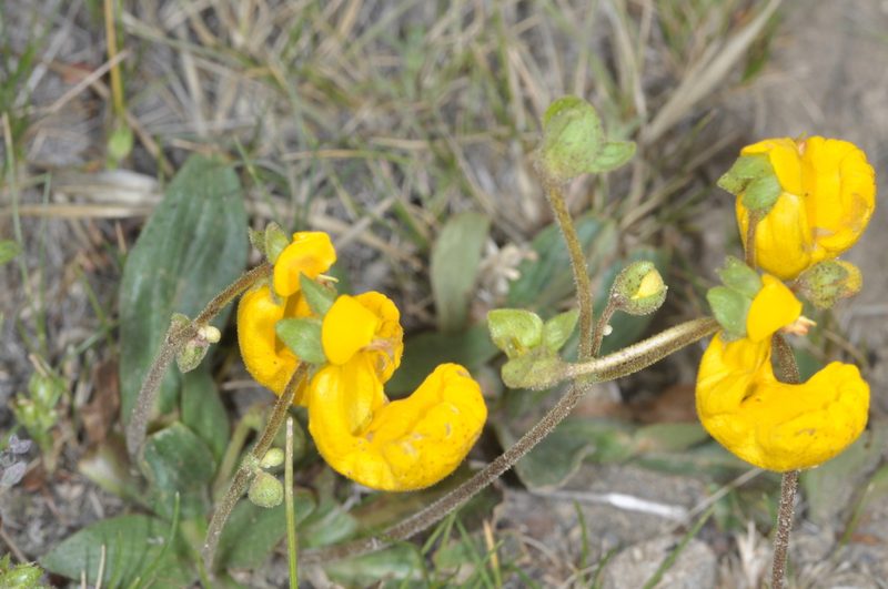 Calceolaria polyrhiza, photographed by aacocucci