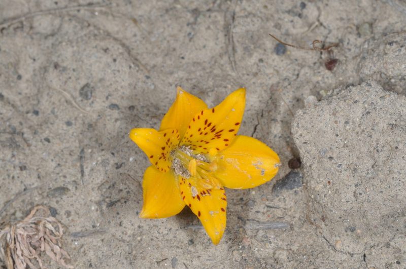 Alstroemeria patagonica, photographed by aacocucci