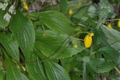 Calceolaria biflora, photographed by aacocucci