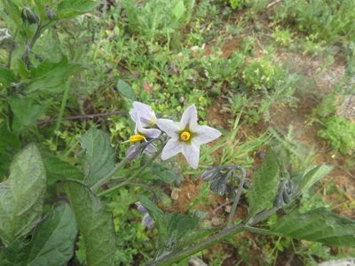 Solanum furcatum, photographed by Bruno Avilez