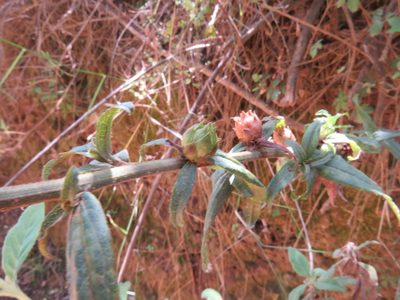Baccharis racemosa, photographed by Bruno Avilez