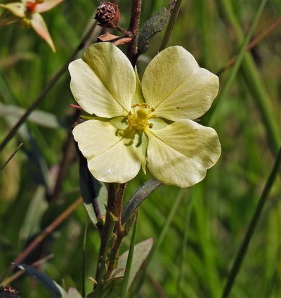 Ludwigia sericea, photographed by Hugo Hulsberg